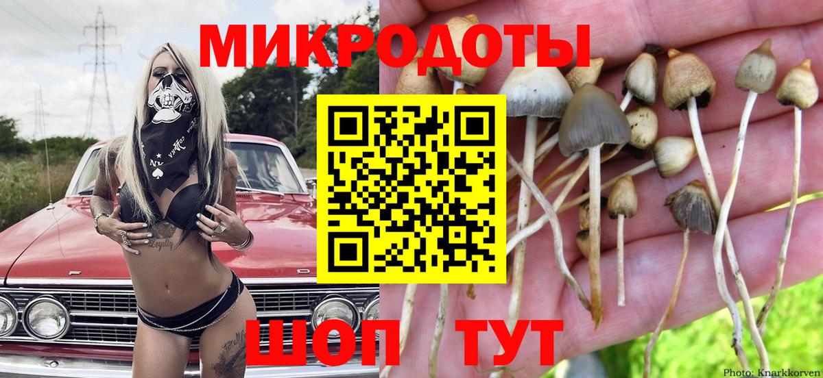 Галлюциногенные грибы Psilocybe Усолье-Сибирское